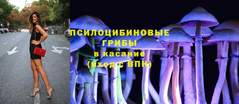 Галлюциногенные грибы Psilocybe  продажа наркотиков  Ставрополь 